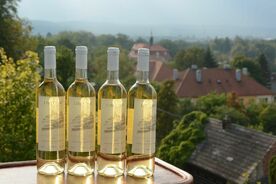 Tradice pěstování vinné révy a vinařství - galerie 6